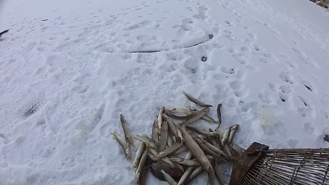 ОЧЕРЕДНАЯ ПРОВЕРКА МОРД / ЛОВУШКИ НА РЫБУ смотреть онлайн