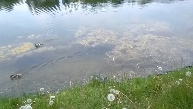 Утиное семейство смотреть онлайн