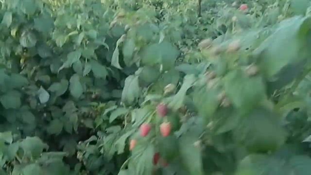 малина ремонтантная лучшие || сколько можно собрать малины с 1 сотки || бизнес на малине в селе смотреть онлайн