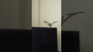 Птичка тррр