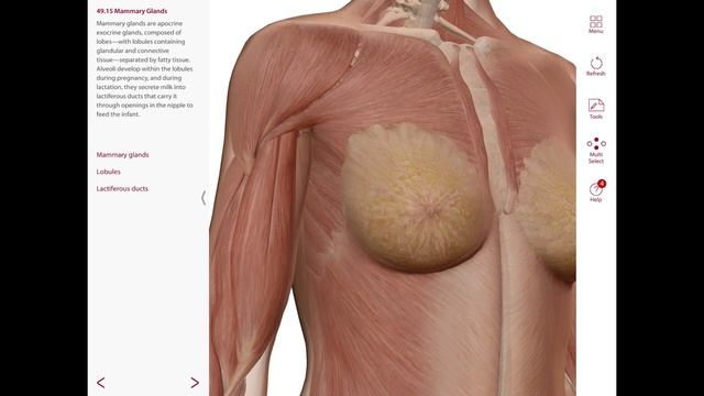 Thoracic arteries, veins, lymphatic and Breasts anatomy смотреть онлайн
