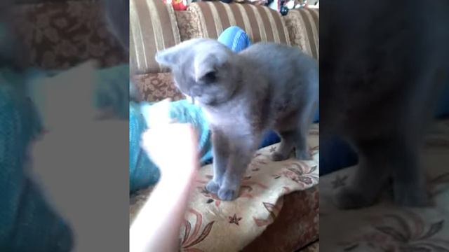 Кот мята Глот!!! смотреть онлайн