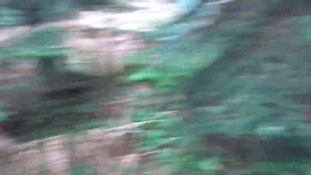 Kanlıca Mantarı (Bolu MAntarı) Avı Mushroom Hunting Batı Karadeniz 1.Bölüm смотреть онлайн