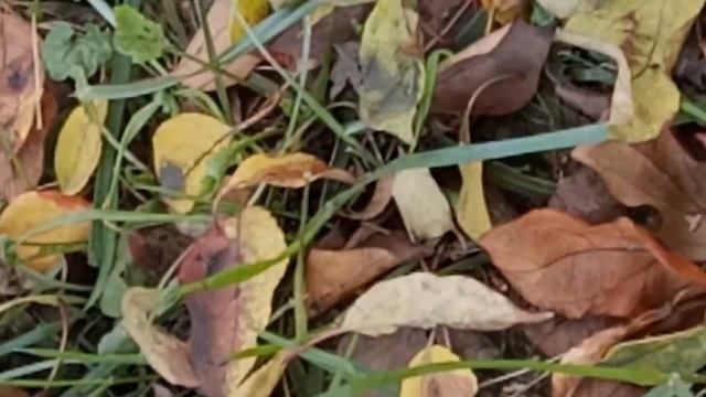 "Диалог с осенью". Стих и монтаж Никитенкова Лариса. 20. 05. 2018г. смотреть онлайн