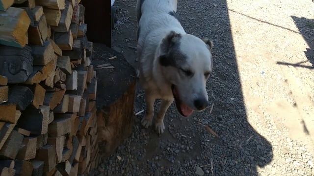 Что НЕЛЬЗЯ позволять своему алабаю! смотреть онлайн