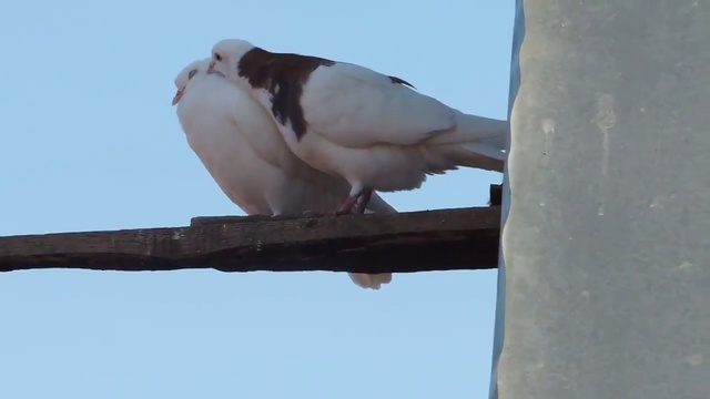 ერთმა ბიჭმა ნაბდიანმა - ეკა მერაბიშვილი. Ertma Bichma Nabdianma - Eka Merabishvili смотреть онлайн