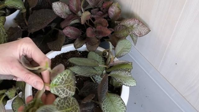 Минисадик из эписций