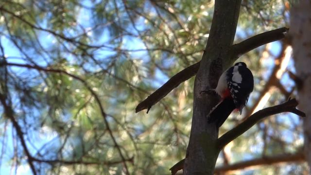Дятел и его кузница. Woodpecker and his forge. смотреть онлайн