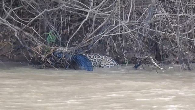 JAGUAR VS CAIMAN ! ONÇA X JACARÉ!  ягуар! неимоверный !야생 ! Close To 500.000 Views! Enjoy & Share!