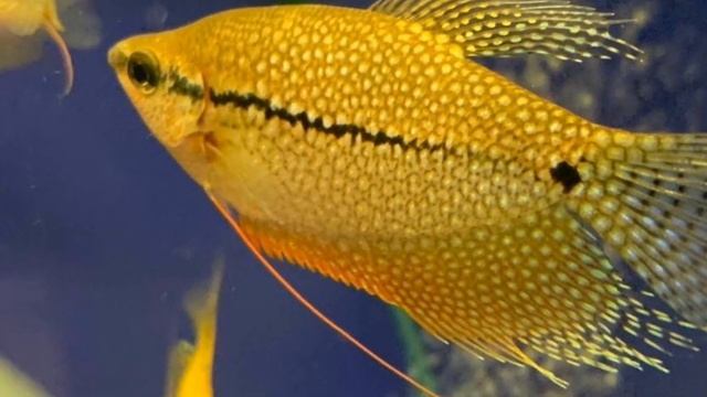 КАКИЕ АКВАРИУМНЫЕ РЫБКИ МОГУТ ЖИТЬ БЕЗ ФИЛЬТРА И КИСЛОРОДА !? смотреть онлайн