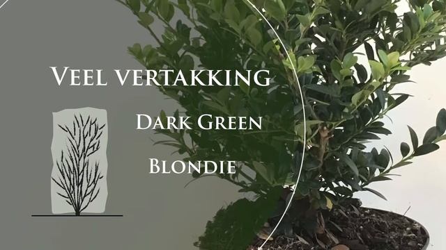 Wat zijn de belangrijkste verschillen tussen de Ilex crenata's? смотреть онлайн