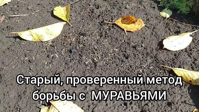 Как избавиться от МУРАВЬЁВ и ТАРАКАНОВ за 1 день.Проверенный эффективный метод. смотреть онлайн