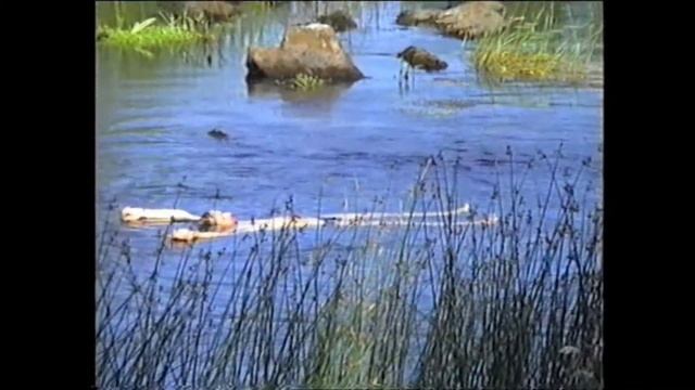 По реке плывёт байдарка