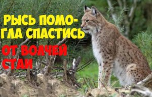 Рысь помогла спастись от волчей стаи. Аудио рассказы. Интересная история из жизни животных.