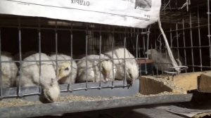 Можно ли содержать перепелов в квартире (пыль и мусор от перепелок).