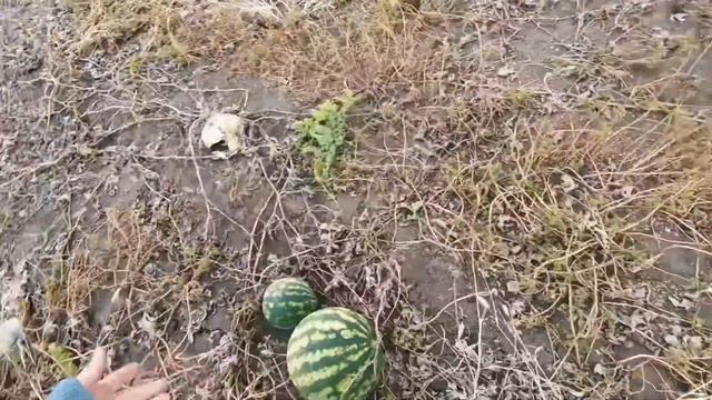 КРЫМ @ День 1: Дорога, арбузы смотреть онлайн