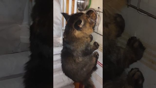 Завтрак кота, д-395 Капуста тушёная,  влажный корм