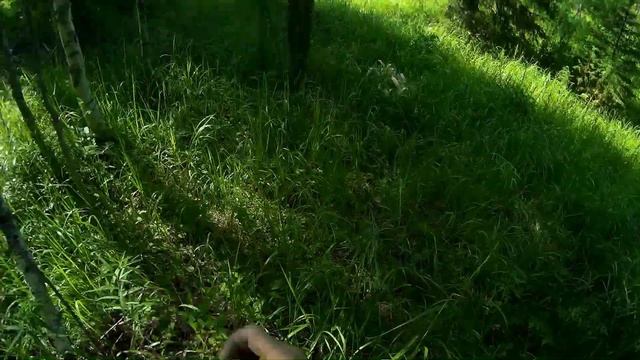 Заготовка бересты. Снятие берестяных лент смотреть онлайн