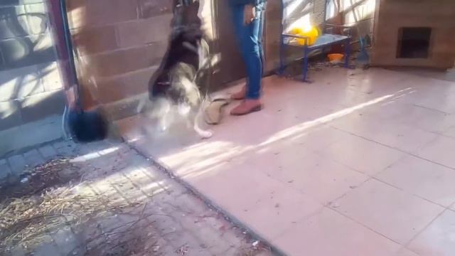 Онлайн дрессировка ФанДогс Нора Базовый 14 смотреть онлайн