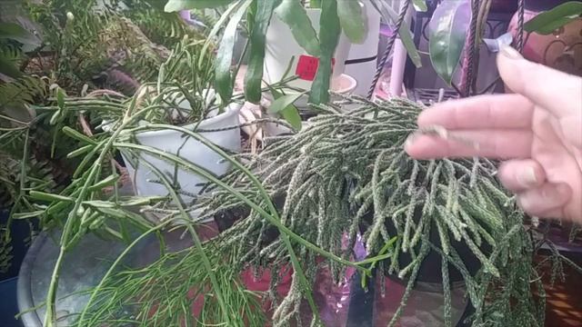 Rhipsalis Care & Easy Propagation смотреть онлайн