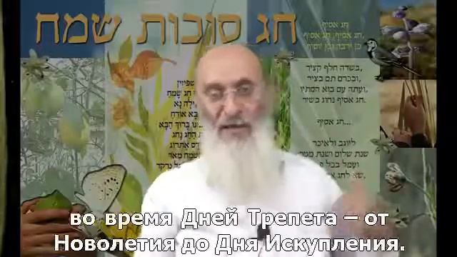 #83 Праздник Суккот - примирение с природой смотреть онлайн