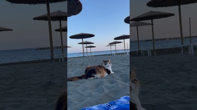 На пляже кот. Животные, пляж