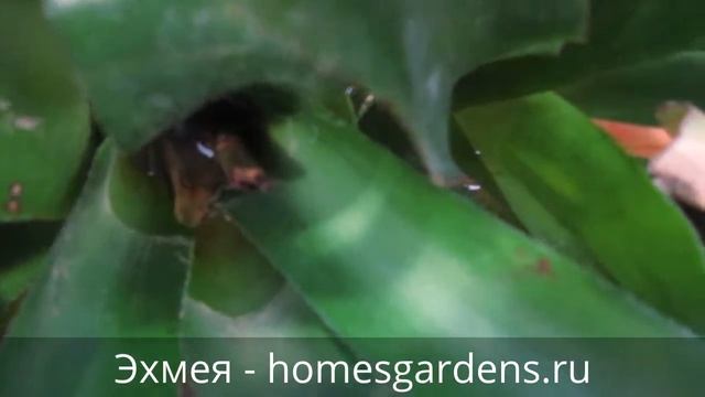 Эхмея - растение из семейства Бромелиевых смотреть онлайн