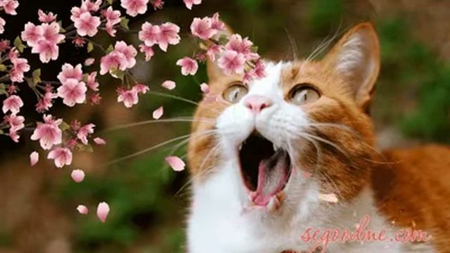 Добавить анимацию цветков на фото смотреть онлайн