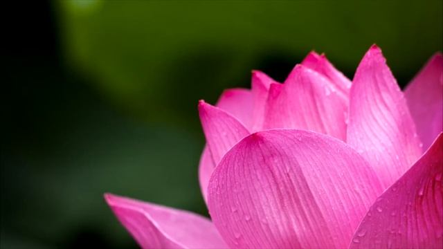 Почему женщине в Исламе нельзя иметь несколько мужей? смотреть онлайн