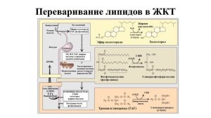 Лекция 8.1. Переваривание и всасывание липидов