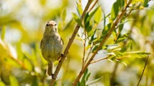 Голос птиц. Камышовка садовая (Acrocephalus dumetorum)