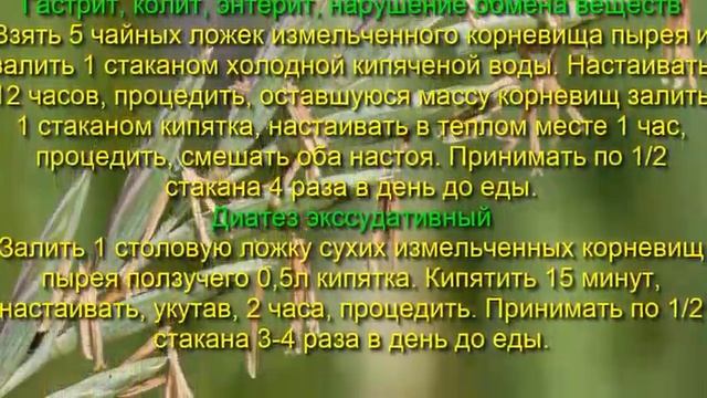 Пырей ползучий — полезный сорняк