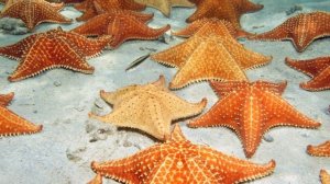 РЫБА-ЁЖ. Развивающее видео