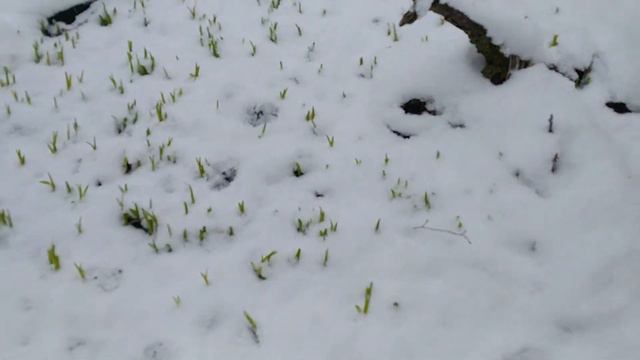Собираем листья ежевики для палочников и палки для улиток / 18.03.22 смотреть онлайн