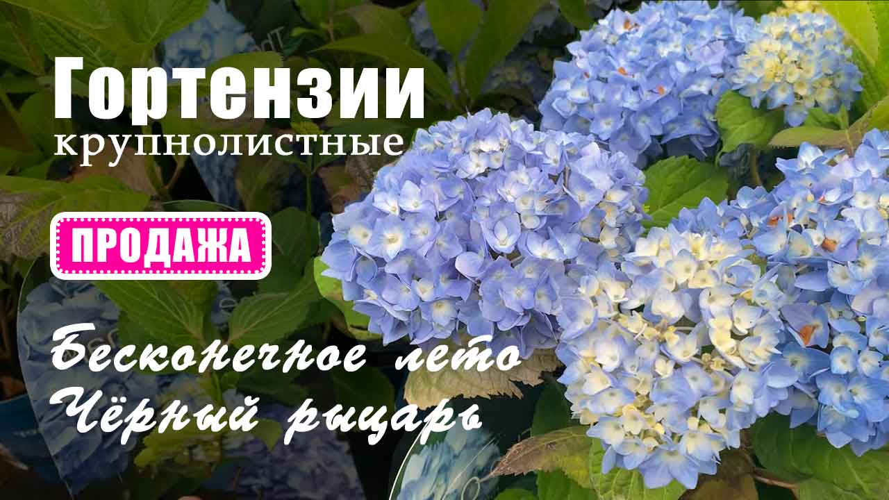 Гортензия Бесконечное лето, Чёрный рыцарь и др. Продажа гортензий из европейских питомников смотреть онлайн