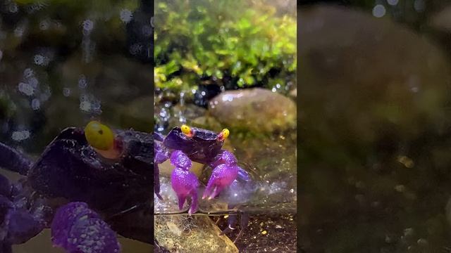 Видео краба вампира на #рутуб