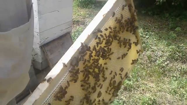 Такого Вы ещё не видели, или было у кого?????????????если да, то как это понимать? смотреть онлайн