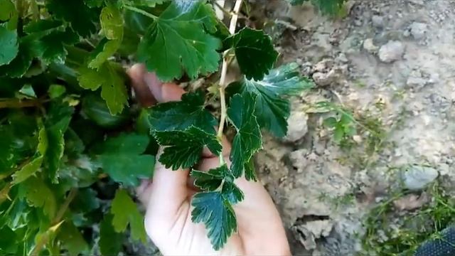 Крыжовник Зеленый бутылочный. Сраснение с ягодами Орфея и Карелесс. смотреть онлайн