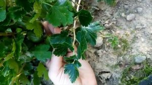 Крыжовник Зеленый бутылочный. Сраснение с ягодами Орфея и Карелесс.