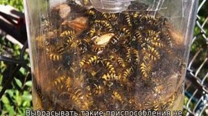 Ловушка для ос из пластиковой бутылки