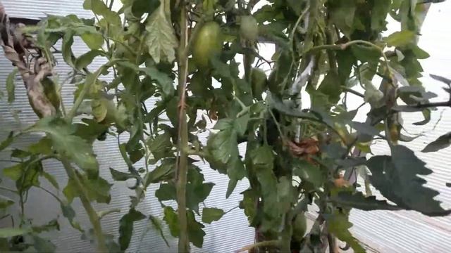 ???ТОМАТ ((( ИСКРЫ ПЛАМЕНИ))) смотреть онлайн