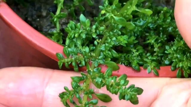 pilea muscosa.透明草 смотреть онлайн