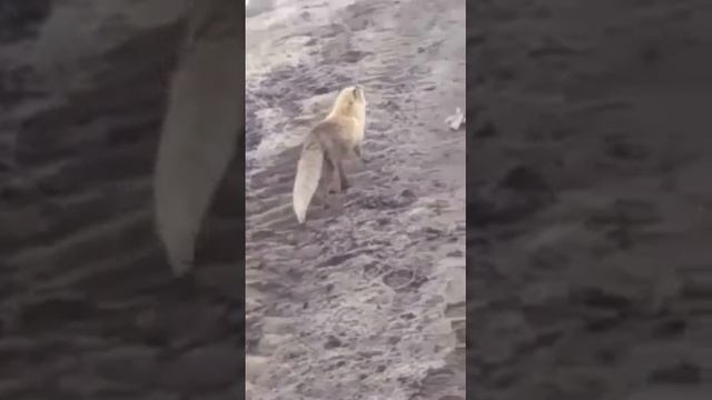 Хитрый лис смотреть онлайн