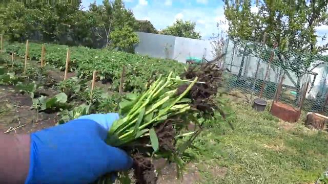 Мое куриное царство🐤🐥🐔 Обрезала петунии🌸 Наездник🐤Живем на Кубани смотреть онлайн