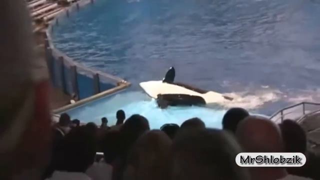 Смешные животные! САМЫЕ смешные видео про животных  Животные АТАКУЮТ!