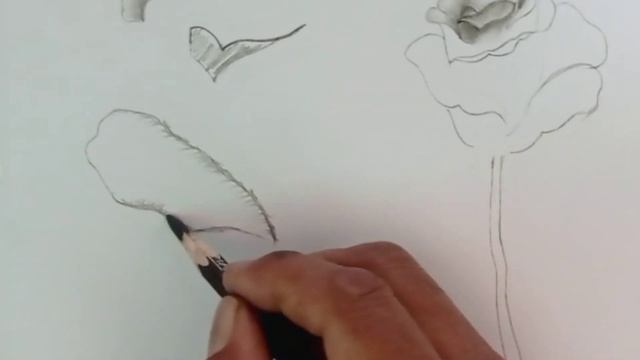 How to draw Rose flower with pencil / Drawing for Beginners / смотреть онлайн