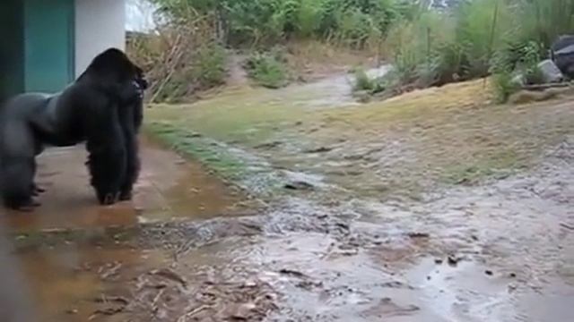 Решил помыть голову смотреть онлайн