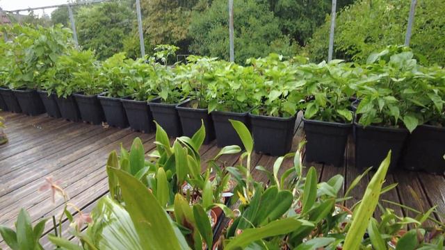 Warum Orchideen im Regen stehen lassen, die perfekte Gießmethode ist смотреть онлайн