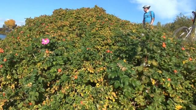 По Каналу им Москвы 20.09.15г. смотреть онлайн