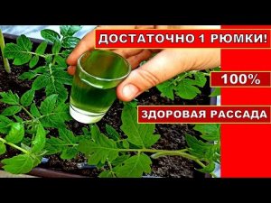 ЛЕЙТЕ ОДНУ РЮМКУ ПОД РАССАДУ ПОМИДОР! РАССАДА ТОМАТОВ БУДЕТ КРЕПКАЯ И ПРИЗЕМИСТАЯ ОТ ЭТОЙ ПОДКОРМКИ